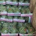 夏邑优质无籽美都成熟度好壤口好提供托盘纸箱全国接单专业挑瓜人