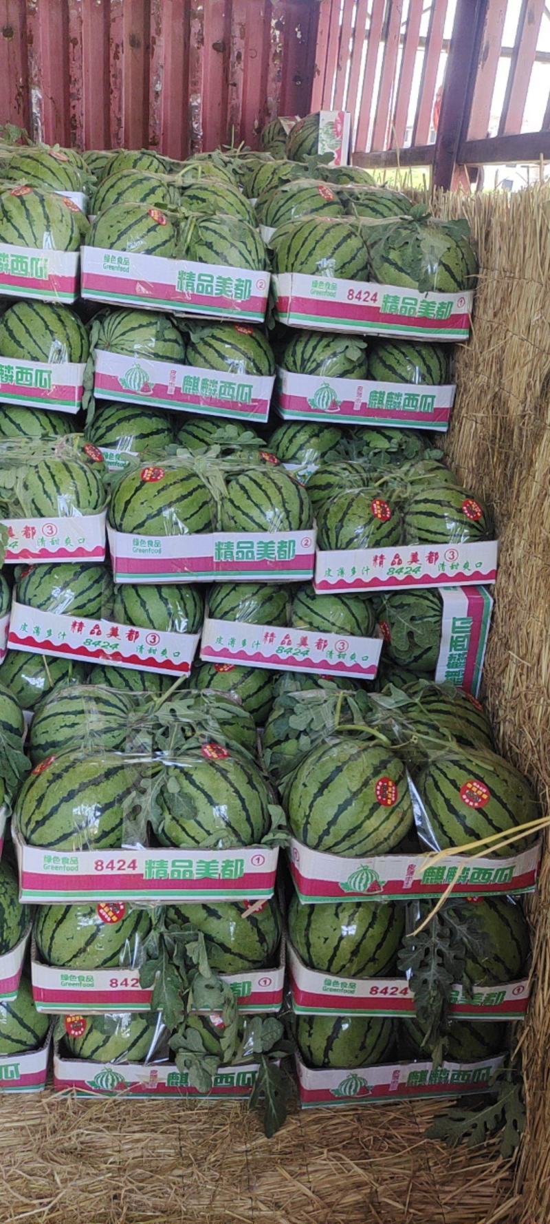 夏邑优质无籽美都成熟度好壤口好提供托盘纸箱全国接单专业挑瓜人