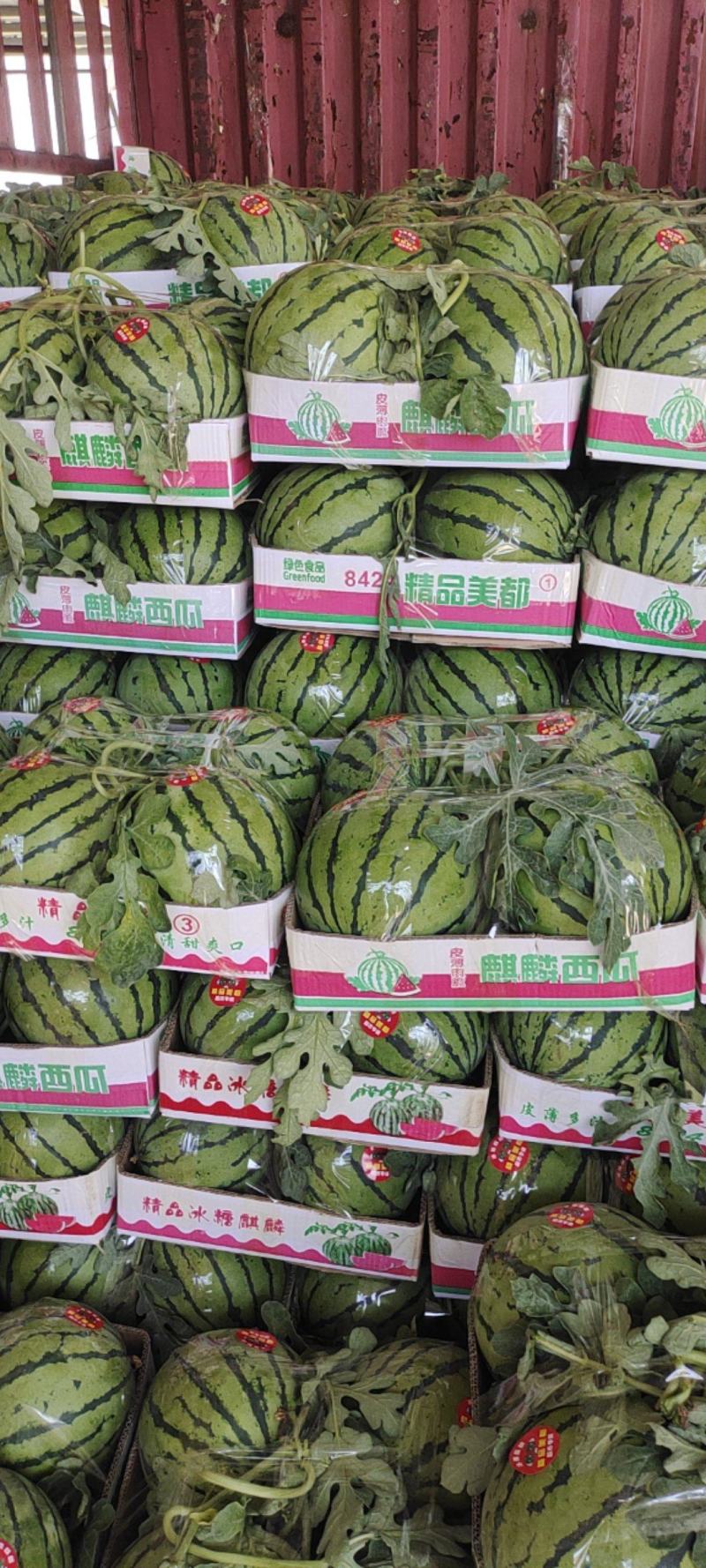 夏邑优质无籽美都成熟度好壤口好提供托盘纸箱全国接单专业挑瓜人
