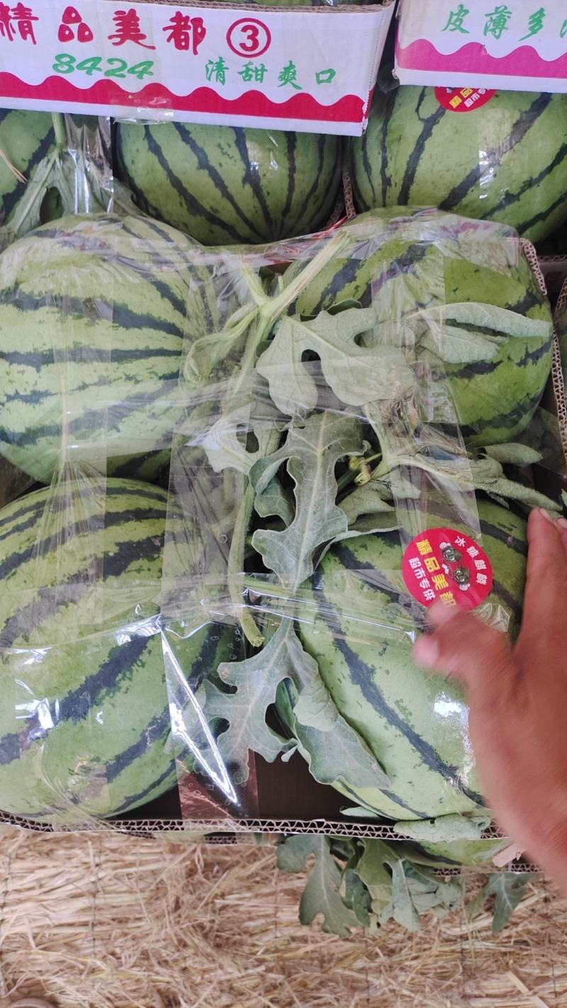 夏邑优质无籽美都成熟度好壤口好提供托盘纸箱全国接单专业挑瓜人