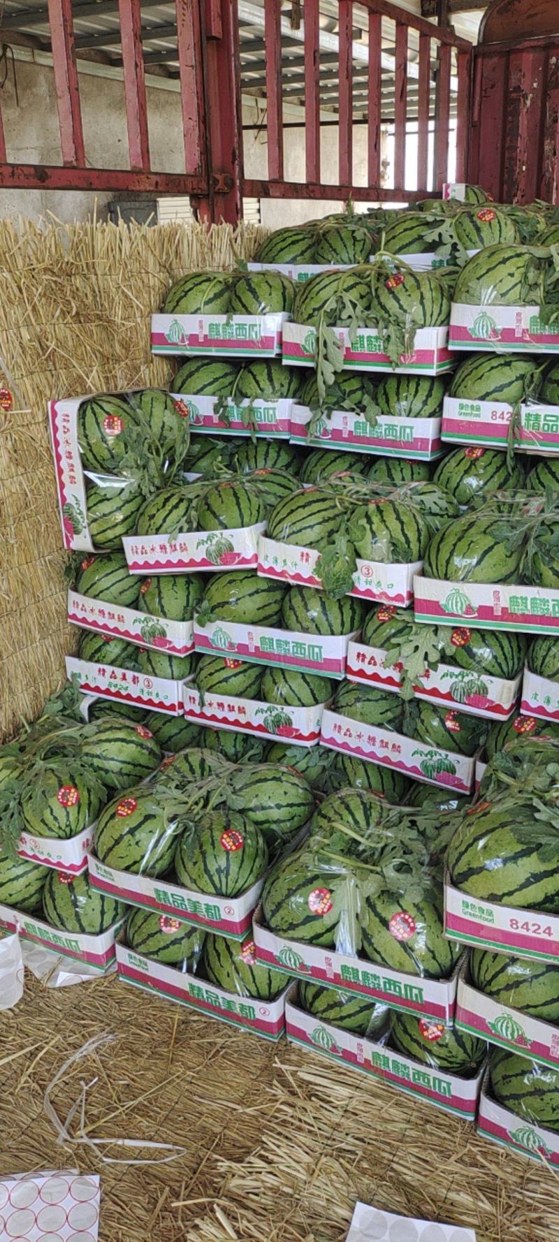 夏邑优质无籽美都成熟度好壤口好提供托盘纸箱全国接单专业挑瓜人