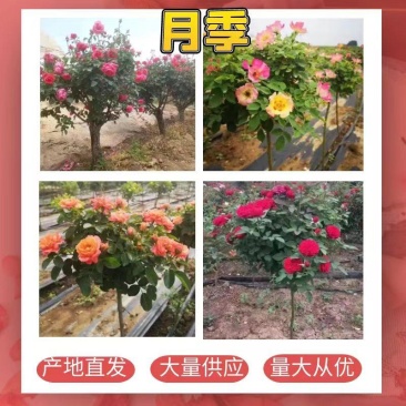 树桩月季，月季花瓶，月季花球，造型月季