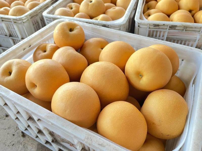 河北万亩精品绿宝梨大量上市产地直发量大从优欢迎来