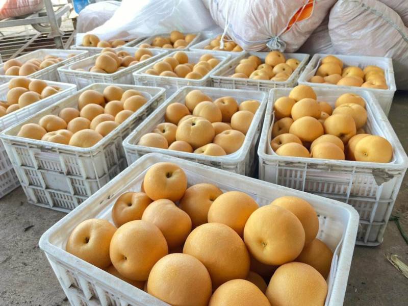 河北万亩精品绿宝梨大量上市产地直发量大从优欢迎来