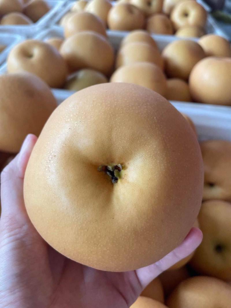 河北万亩精品绿宝梨大量上市产地直发量大从优欢迎来