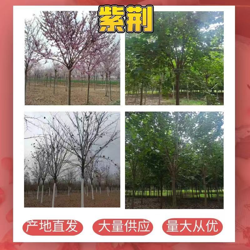 河南南阳供应丛生紫荆，精品丛生紫荆树，