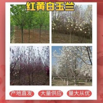红玉兰，南阳地区供应红白黄紫玉兰15公分
