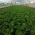 黄心夏季大白菜