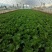 黄心夏季大白菜