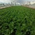 黄心夏季大白菜