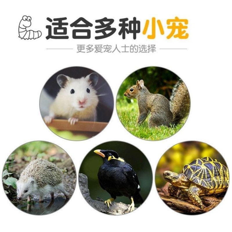 面包虫干黄粉虫干高蛋白乌龟仓鼠刺猬观赏鱼粮食宠物松鼠零食