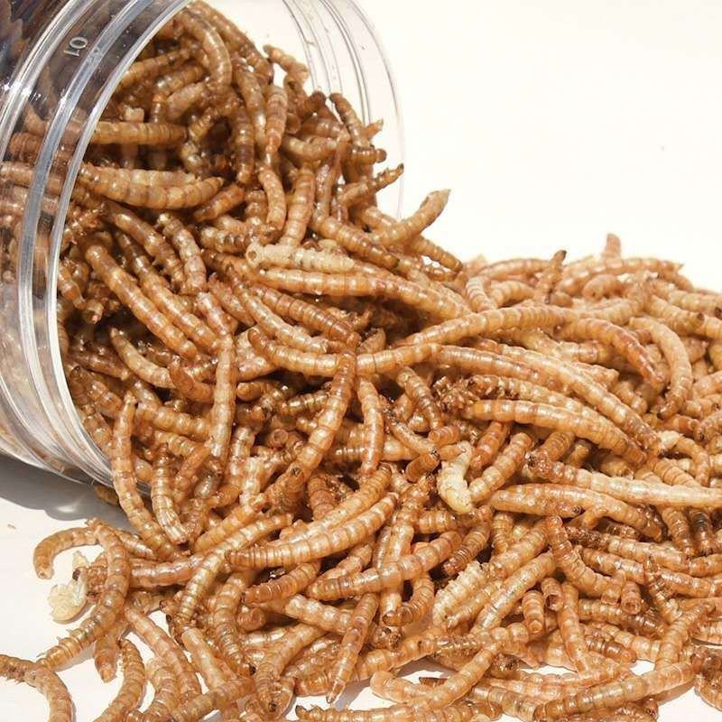 面包虫干黄粉虫干高蛋白乌龟仓鼠刺猬观赏鱼粮食宠物松鼠零食