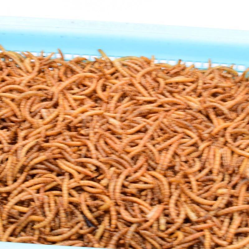 面包虫干黄粉虫干高蛋白乌龟仓鼠刺猬观赏鱼粮食宠物松鼠零食