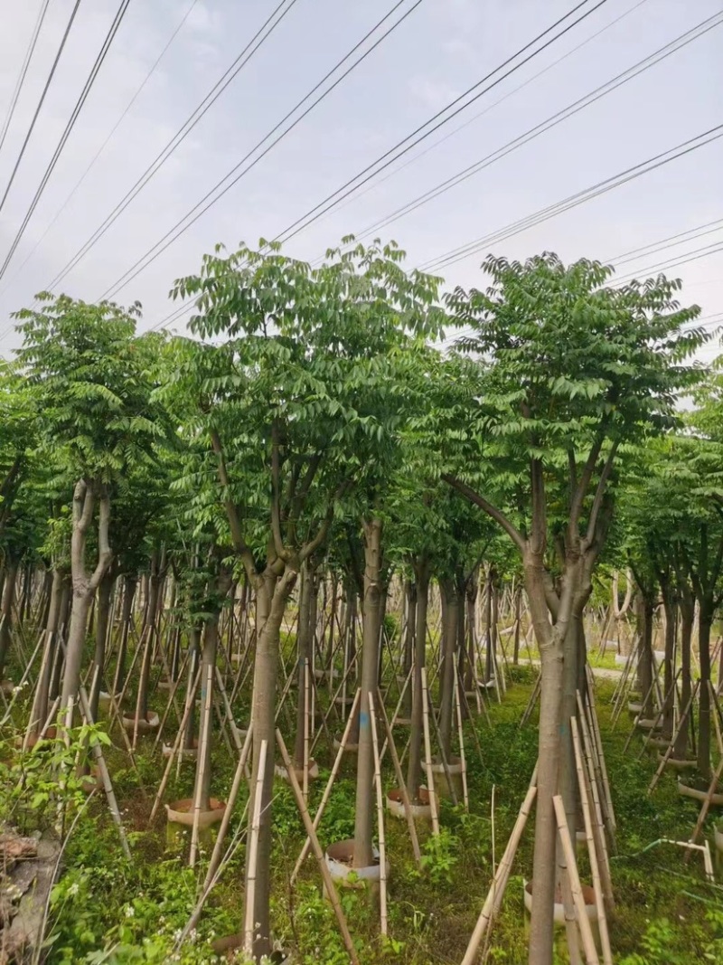 国庆花栾树