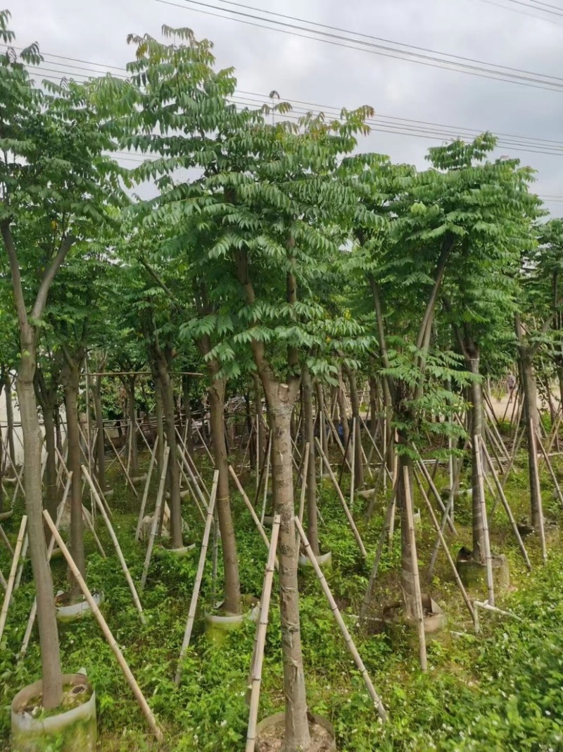 国庆花栾树