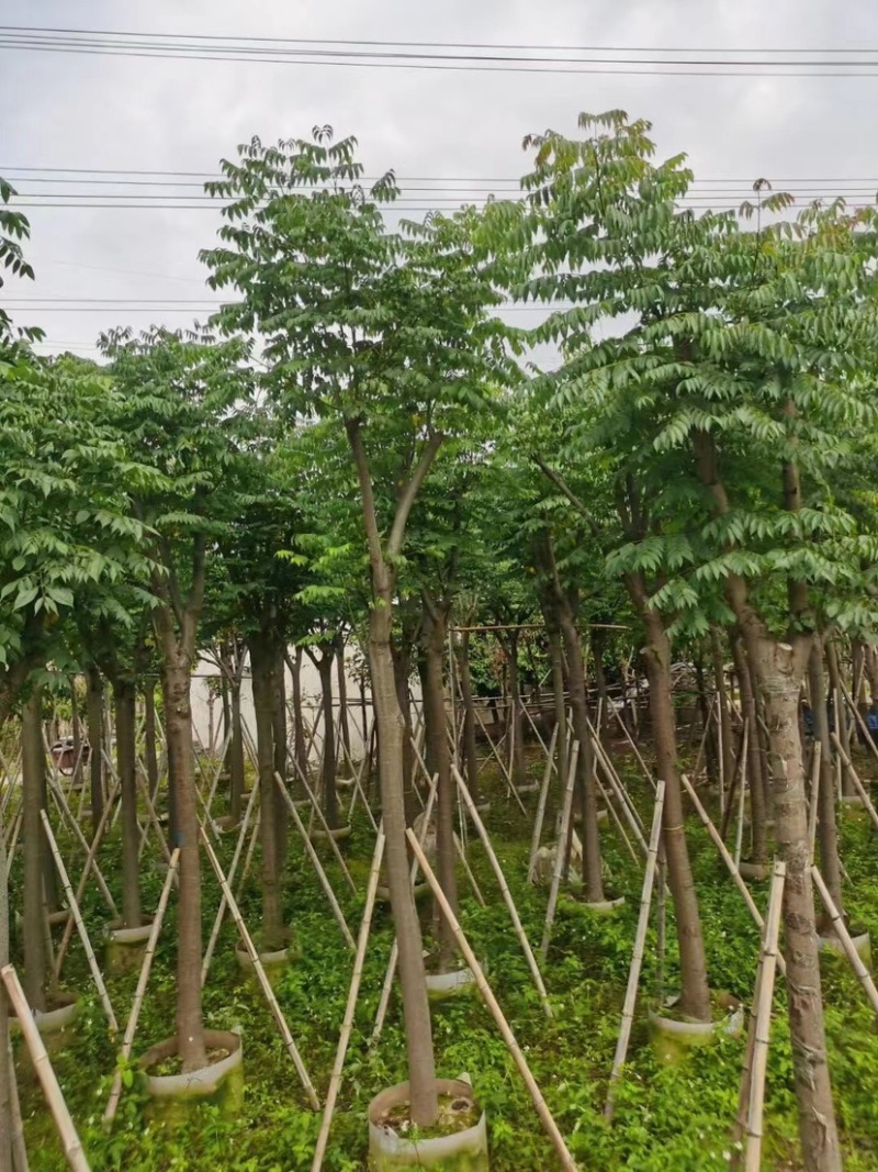 国庆花栾树
