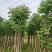 国庆花栾树