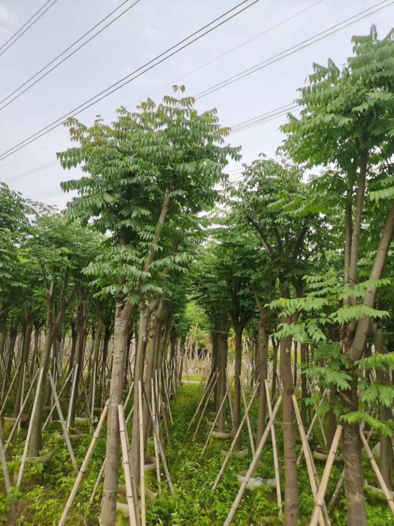 国庆花栾树