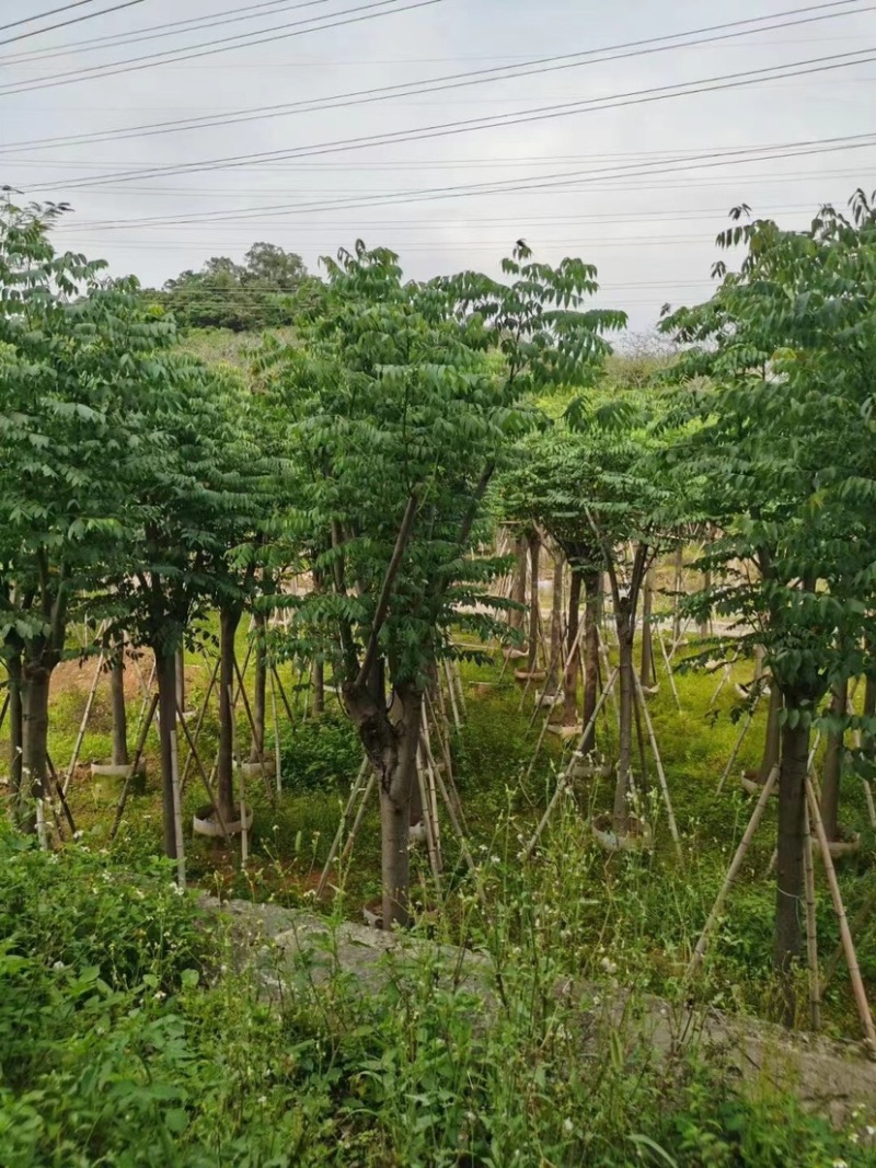 国庆花栾树