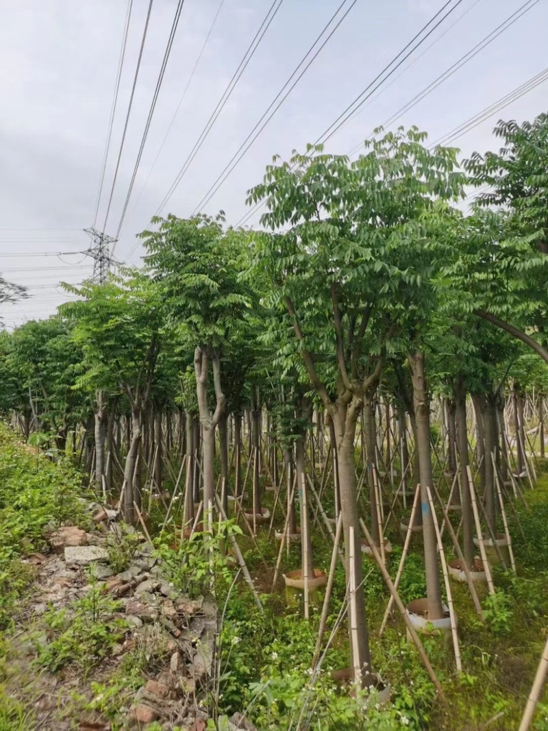国庆花栾树