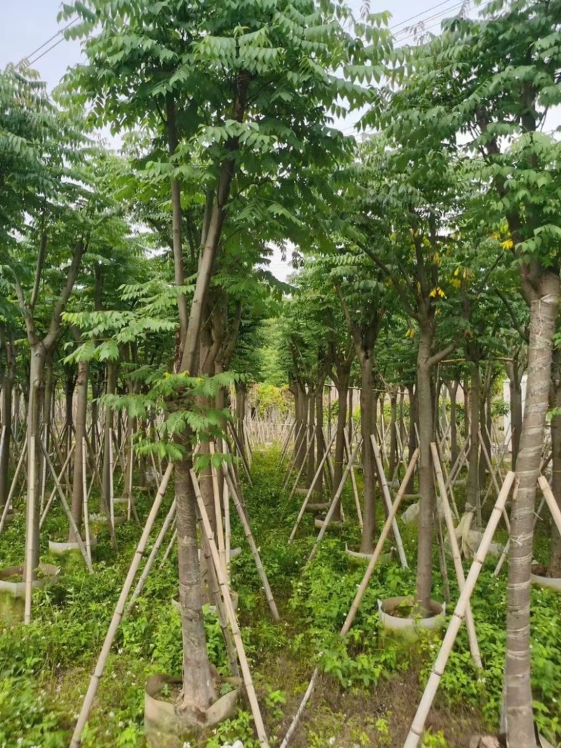国庆花栾树