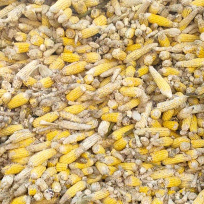 熟化粉碎甜玉米，含糖量高，水分35-40%，密封包装。