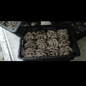 鲜平菇