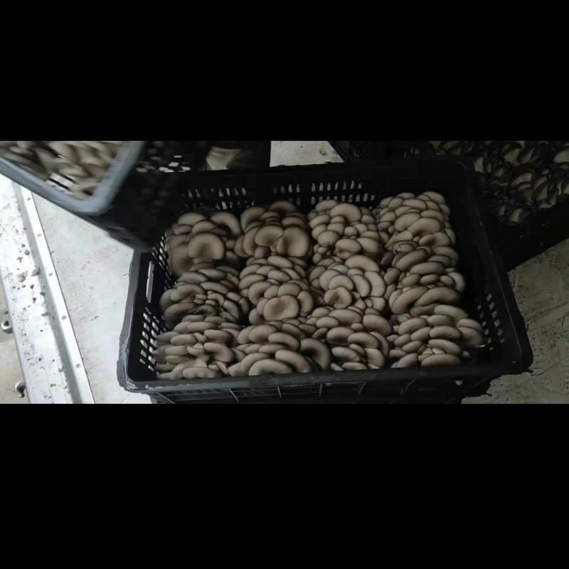 鲜平菇