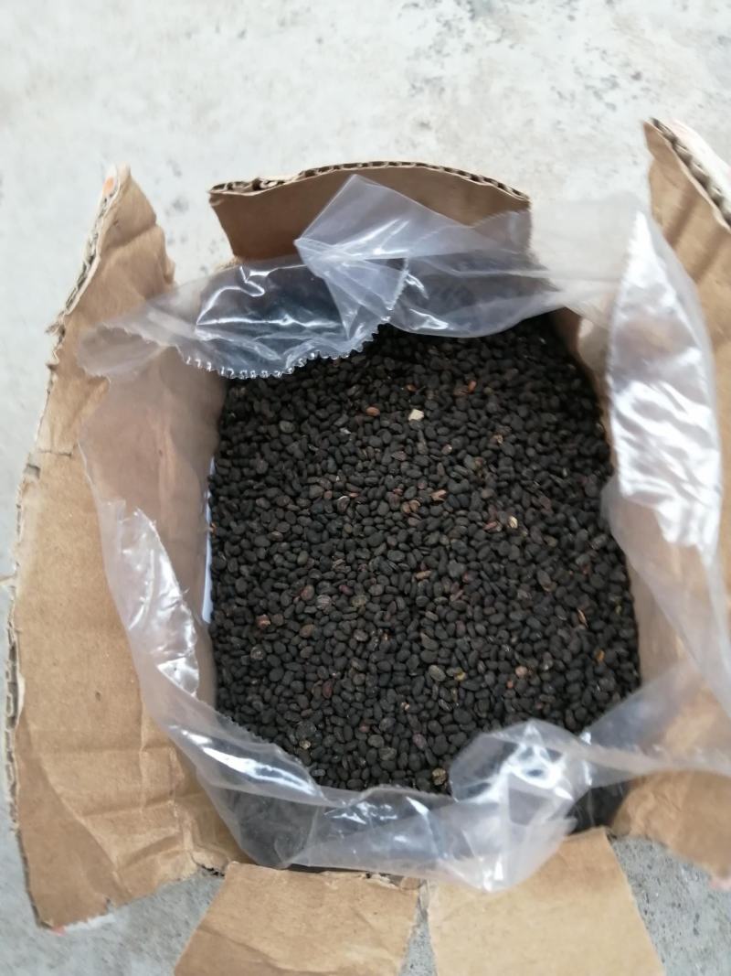 补骨脂包邮野生中药材大全店铺补骨脂粉胡韭子破故纸黑故子