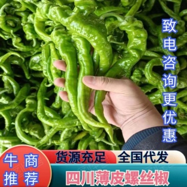 薄皮螺丝椒，产地直供，货源充足，品质保证，全国发货