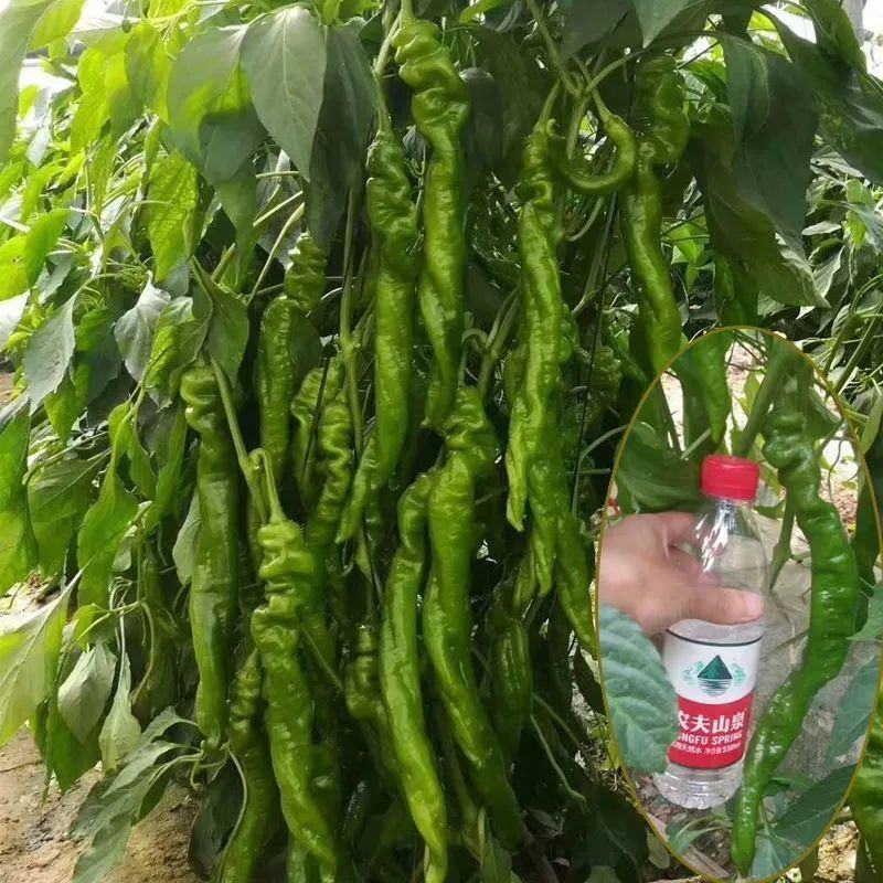 薄皮螺丝椒，产地直供，货源充足，品质保证，全国发货