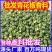 麻辣青花椒藤椒新货香麻辣青花椒粒产地直发花椒香辛料调料