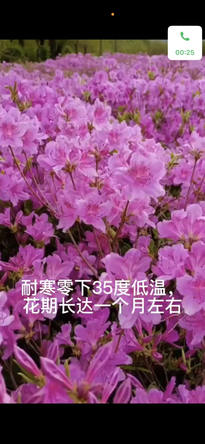 韩国耐寒木本杜鹃