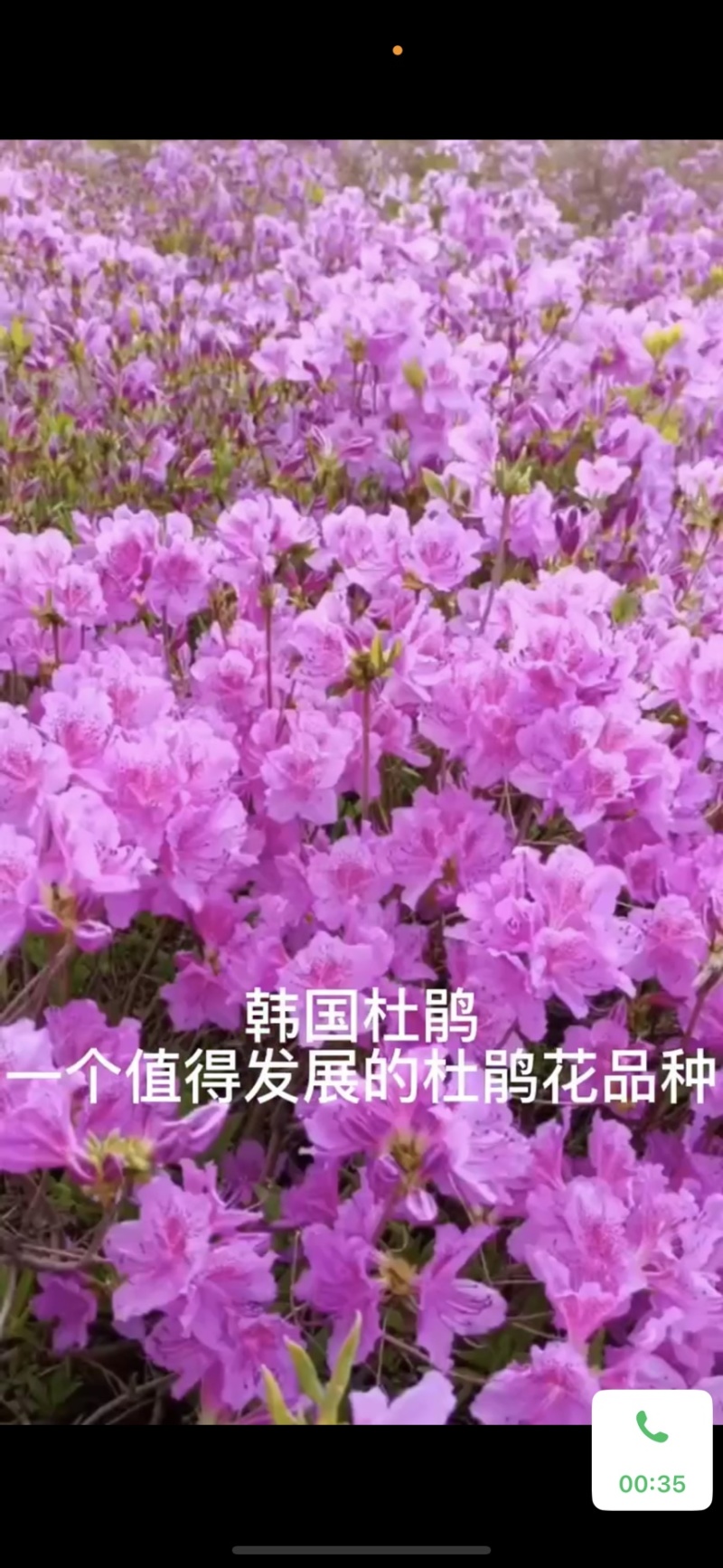 韩国耐寒木本杜鹃