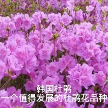 韩国耐寒木本杜鹃