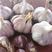 高原红皮大蒜紫皮大蒜香蒜，寒蒜4公分以上的精品紫皮大蒜