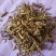 野生大伸筋中药材牛尾菜牛尾蕨牛尾结大通根金刚豆藤