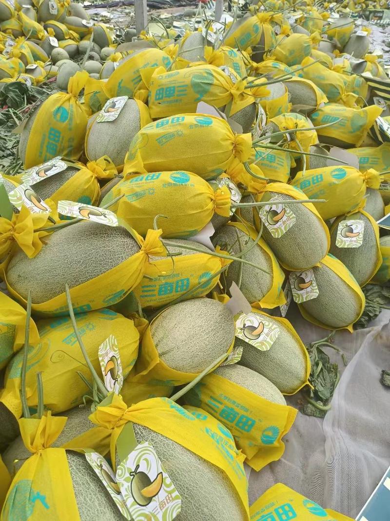 海南哈密瓜晓蜜25哈密瓜新鲜水果承接全国电超市场团购