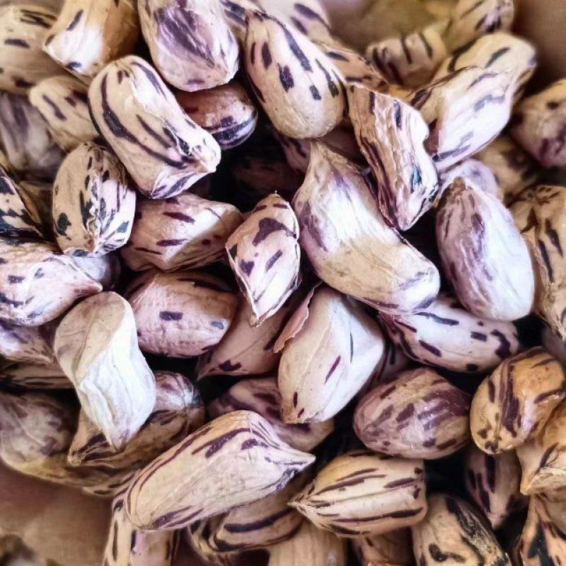 云南七彩花生彩色花生一手货源通货毛货对接大型批发商