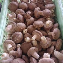 T2香菇大量上市，货源充足，基地直供，全国发货