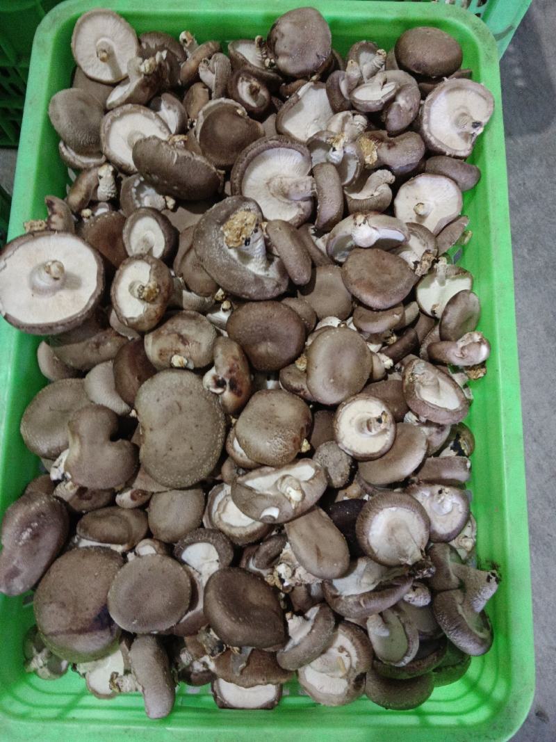 0912香菇基地直供-货源稳定质量保证支持视频看货