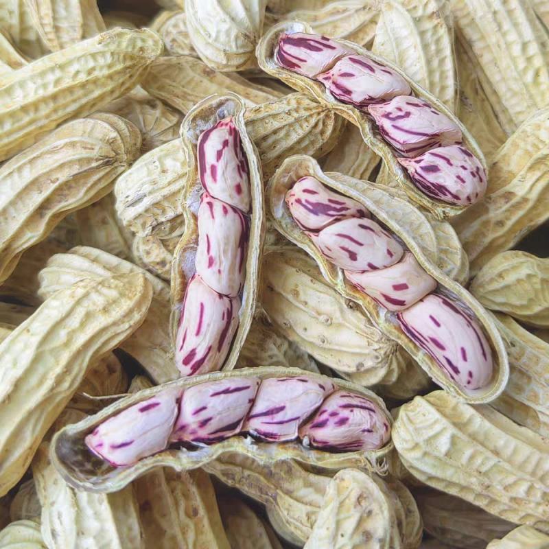 云南七彩花生彩色花生一手货源通货毛货对接大型批发商