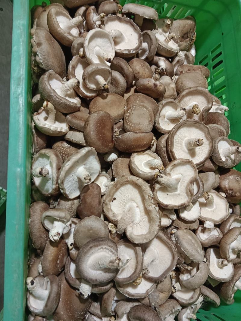 0912香菇基地直供-货源稳定质量保证支持视频看货