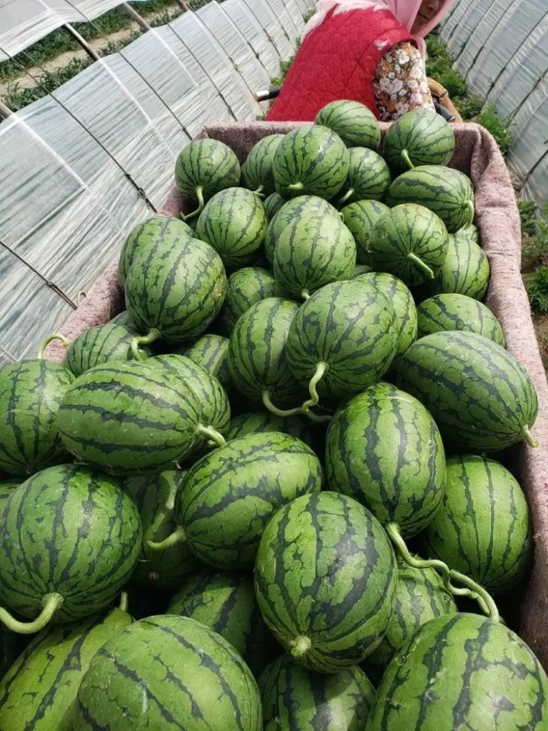【西瓜】安徽砀山精品吊兰西瓜小糖丸全美2k麒麟瓜