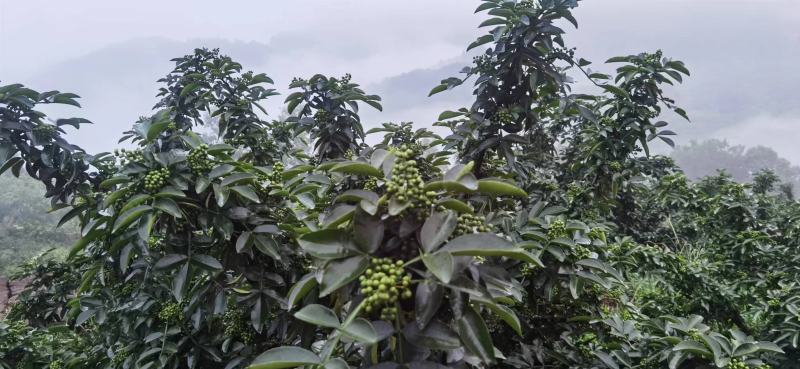 四川达州毛坝的藤椒青花椒