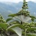 四川达州毛坝的藤椒青花椒