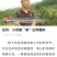 四川达州毛坝的藤椒青花椒
