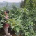 四川达州毛坝的藤椒青花椒