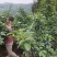 四川达州毛坝的藤椒青花椒