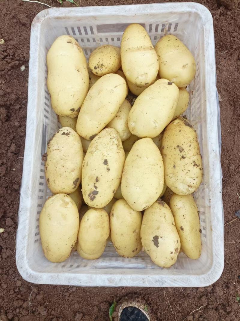 山东土豆【推荐】肥城市荷兰十五土豆箱装袋装规格齐全，全国发货